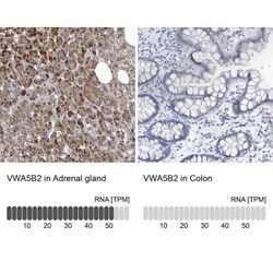 VWA5B2 Antibody, Novus Biologicals:Antibodies:Primary Antibodies